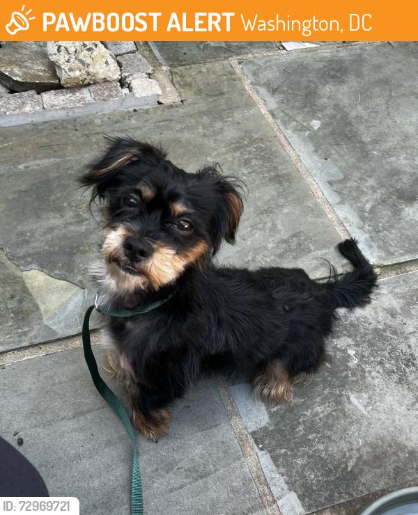 Found/Stray Male Dog last seen Lamont/georgia ave, Washington, DC 20010