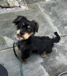 Found/Stray Male Dog last seen Lamont/georgia ave, Washington, DC 20010