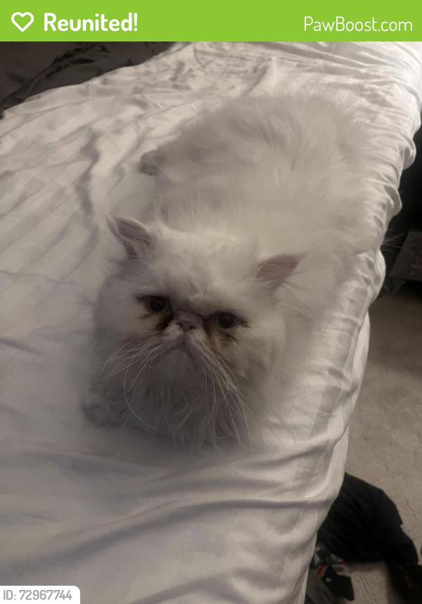Reunited Male Cat last seen Near northfield neighborhood , Denver, CO 80238