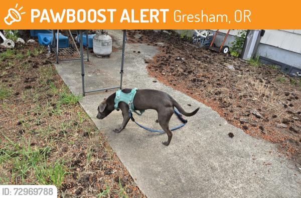 Found/Stray Unknown Dog last seen 182nd and SE Mill St, 97233, Gresham, OR 97233