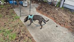 Found/Stray Unknown Dog last seen 182nd and SE Mill St, 97233, Gresham, OR 97233
