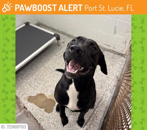 Found/Stray Female Dog last seen Port St. Lucie , Port St. Lucie, FL 34986