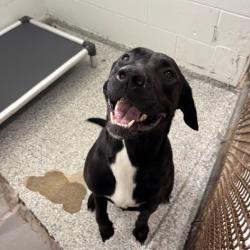 Found/Stray Female Dog last seen Port St. Lucie , Port St. Lucie, FL 34986
