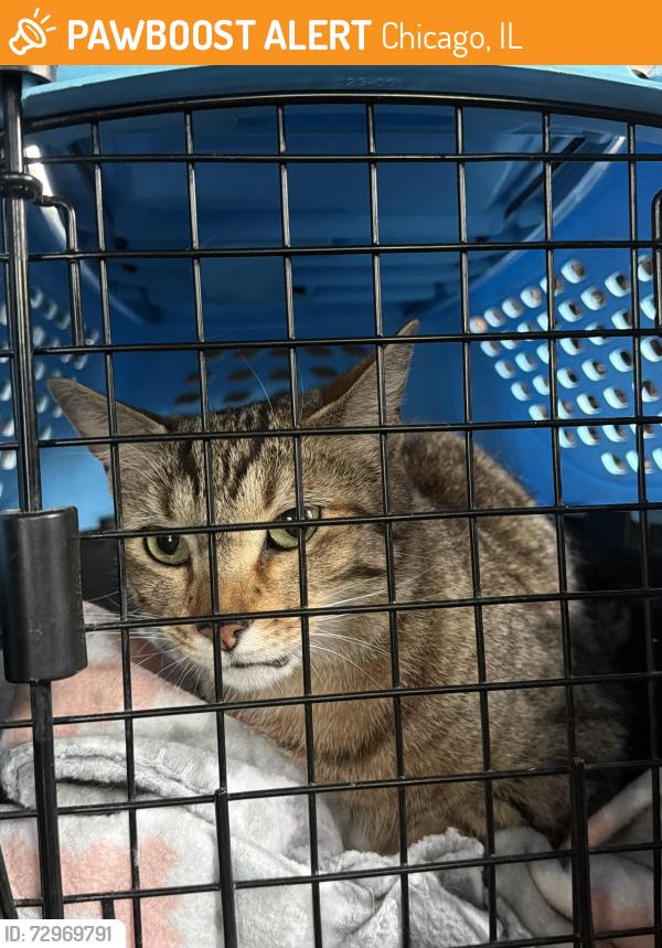Found/Stray Female Cat last seen Near S Prairie, Chicago, IL 60653