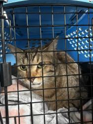 Found/Stray Female Cat last seen Near S Prairie, Chicago, IL 60653