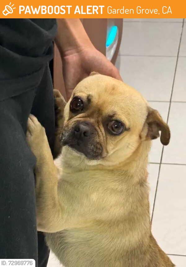 Found/Stray Male Dog last seen Trask Ave & Taft Street, Garden Grove, CA, Garden Grove, CA 92844