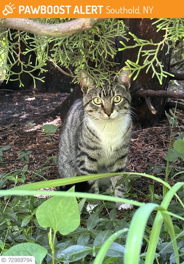 Found/Stray Male Cat last seen Park Ave Southold, Southold, NY 11971