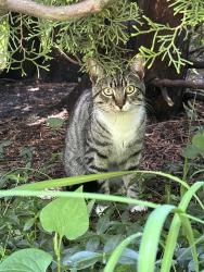 Found/Stray Male Cat last seen Park Ave Southold, Southold, NY 11971