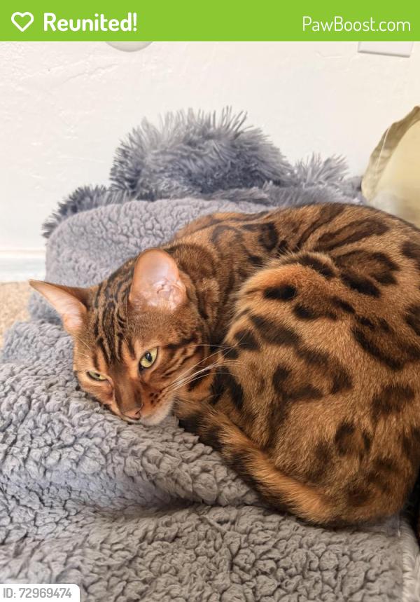 Reunited Female Cat last seen Manzanita, Lakeside, CA 92040
