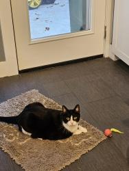 Reunited Female Cat last seen Woodwind Lakes Dr and Rolling Fork 77040, Houston, TX 77040