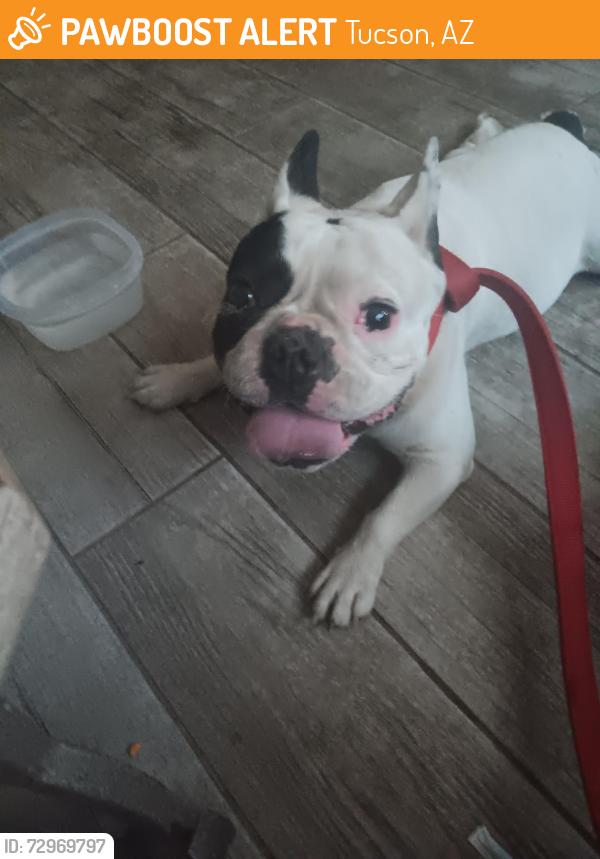 Found/Stray Male Dog last seen Pima and Belvedere , Tucson, AZ 85712
