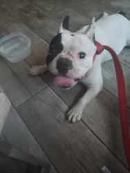 Found/Stray Male Dog last seen Pima and Belvedere , Tucson, AZ 85712