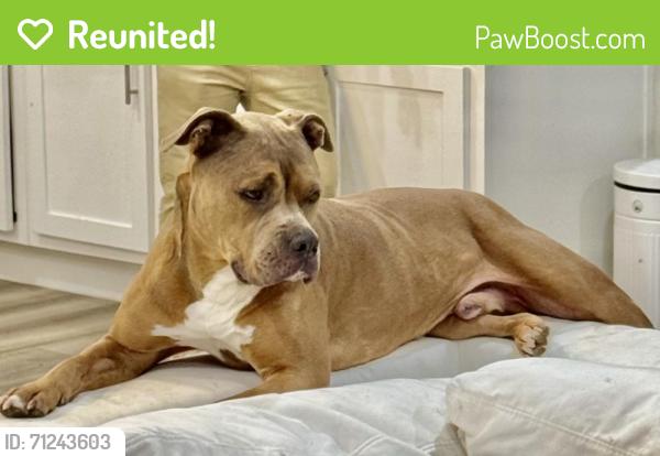 Reunited Male Dog last seen AveB and Texas Wesleyan, Fort Worth, TX 76105
