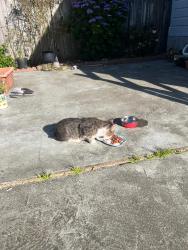 Reunited Male Cat last seen Seville, Cordova, Munich Streets, San Francisco, CA 94112