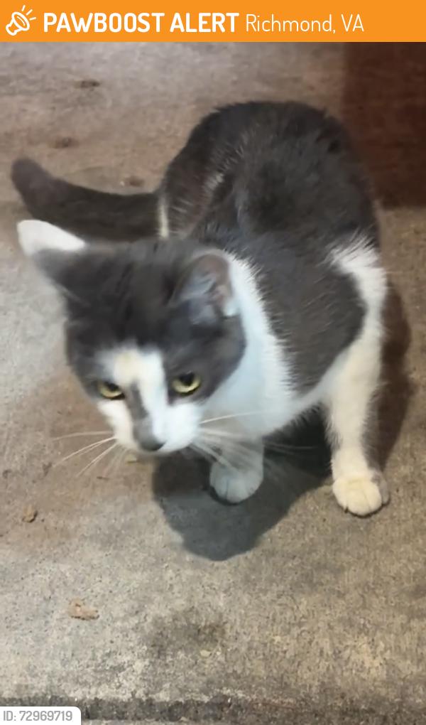 Found/Stray Female Cat last seen Near the South Laburnum Papa John’s, Richmond, VA 23231