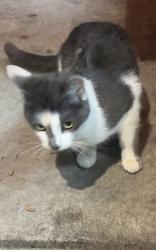 Found/Stray Female Cat last seen Near the South Laburnum Papa John’s, Richmond, VA 23231