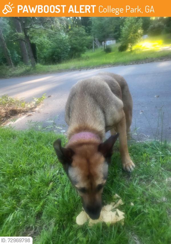 Found/Stray Female Dog last seen Train tracks, College Park, GA 30349