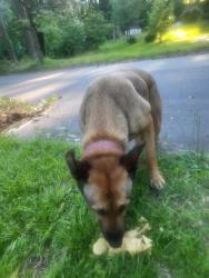 Found/Stray Female Dog last seen Train tracks, College Park, GA 30349