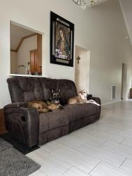 Reunited Female Dog last seen Keith Harrow and Queenston Rd, Houston, TX 77084