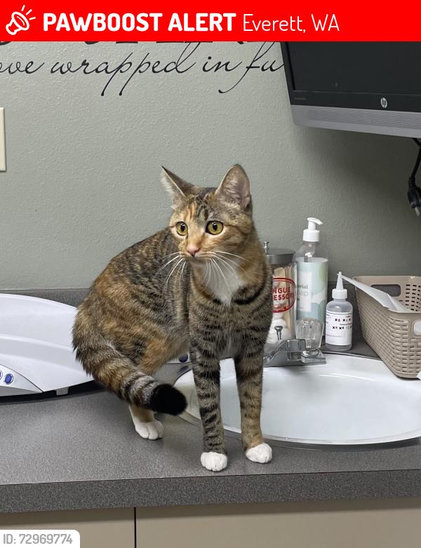 Lost Female Cat last seen Near Lombard ave, Everett, WA 98201