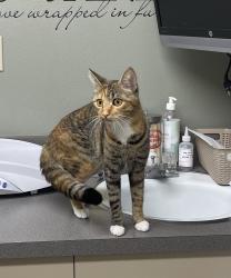 Lost Female Cat last seen Near Lombard ave, Everett, WA 98201