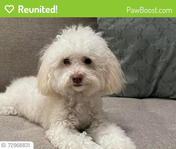 Reunited Female Dog last seen Burnham Dr & Adams Dr, San Jose, CA 95132