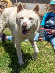 Shelter Stray Female Dog last seen Near Martindale Rd. Stone Mountain, 30088, 30088, GA, Atlanta, GA 30341