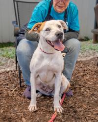 Shelter Stray Female Dog last seen Near UNION GROVE ROAD, 30058, GA, Atlanta, GA 30341