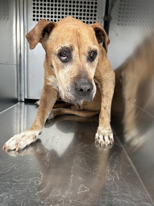 Shelter Stray Male Dog last seen Fort Worth, TX 76105, Fort Worth, TX 76119