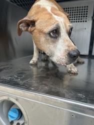 Shelter Stray Female Dog last seen Fort Worth, TX 76105, Fort Worth, TX 76119
