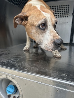 Shelter Stray Female Dog last seen Fort Worth, TX 76105, Fort Worth, TX 76119