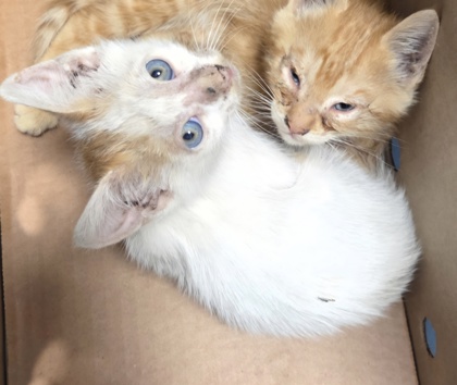 Shelter Stray Male Cat last seen N Marks Ave & W Belmont Ave, Fresno Zone Fresno CO 1A 93706, CA, Fresno, CA 93706