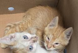 Shelter Stray Male Cat last seen N Marks Ave & W Belmont Ave, Fresno Zone Fresno CO 1A 93706, CA, Fresno, CA 93706