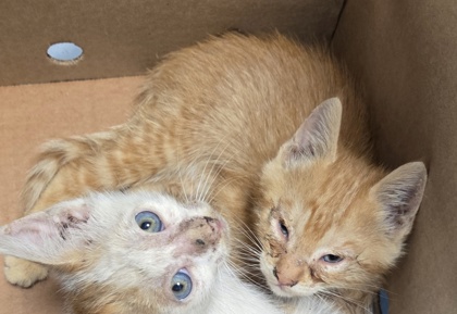 Shelter Stray Male Cat last seen N Marks Ave & W Belmont Ave, Fresno Zone Fresno CO 1A 93706, CA, Fresno, CA 93706