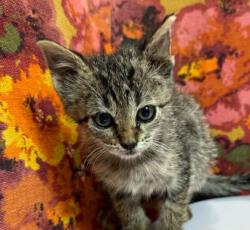Shelter Stray Female Cat last seen Deacon Dr & Jennifer Cir, City of College Station, TX, 5359 Leonard Rd, Bryan, TX 77807, USA