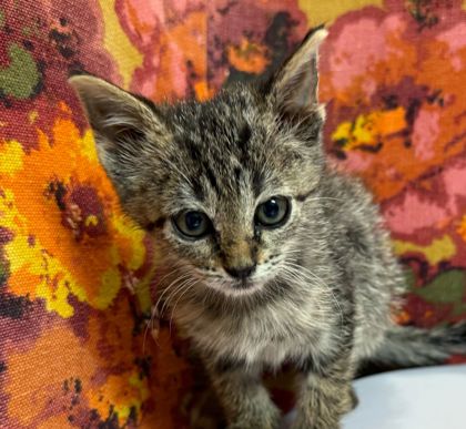 Shelter Stray Female Cat last seen Deacon Dr & Jennifer Cir, City of College Station, TX, 5359 Leonard Rd, Bryan, TX 77807, USA