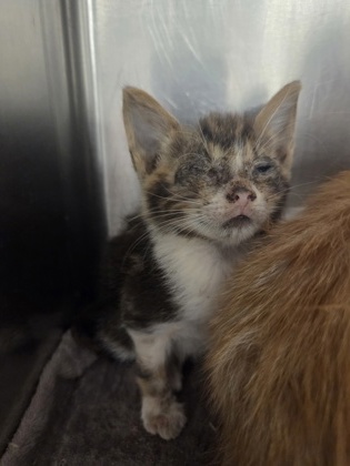 Shelter Stray Unknown Cat last seen N Marks Ave & W Belmont Ave, Fresno Zone Fresno CO 1A 93706, CA, Fresno, CA 93706