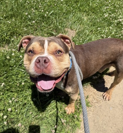 Shelter Stray Male Dog last seen Near Sowinski, 5th District, OH, 9203 Detroit Ave, Cleveland, OH 44102, USA