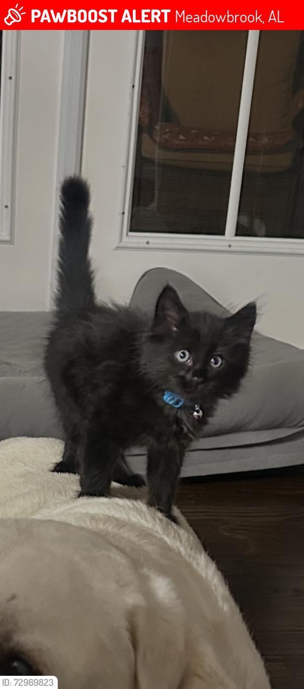 Lost Male Cat last seen Southern Blvd, Meadowbrook, AL 35242