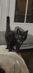Lost Male Cat last seen Southern Blvd, Meadowbrook, AL 35242