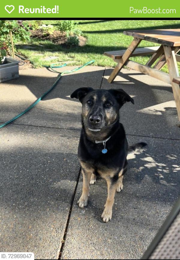 Reunited Female Dog last seen Se harlene st milwaukie Oregon , Milwaukie, OR 97222