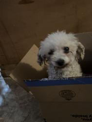 Reunited Female Dog last seen Near n Nellis Blvd trlr 66, Las Vegas, NV 89115