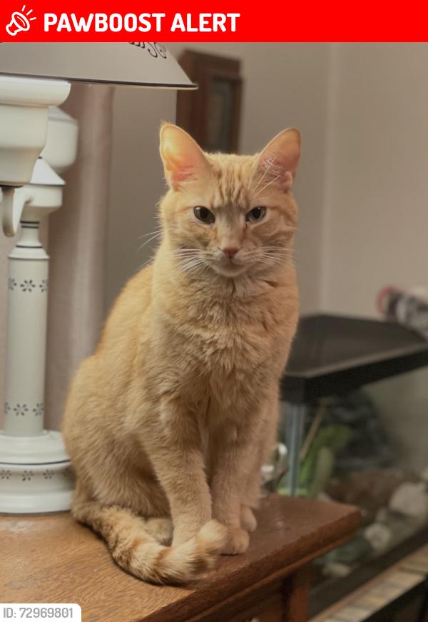 Lost Male Cat last seen Behind uptown Mt Lebanon, Mount Lebanon Township, PA 15228