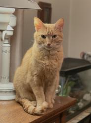 Lost Male Cat last seen Behind uptown Mt Lebanon, Mount Lebanon Township, PA 15228