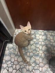 Reunited Female Cat last seen Near s Chadwick st , Philadelphia, PA 19145