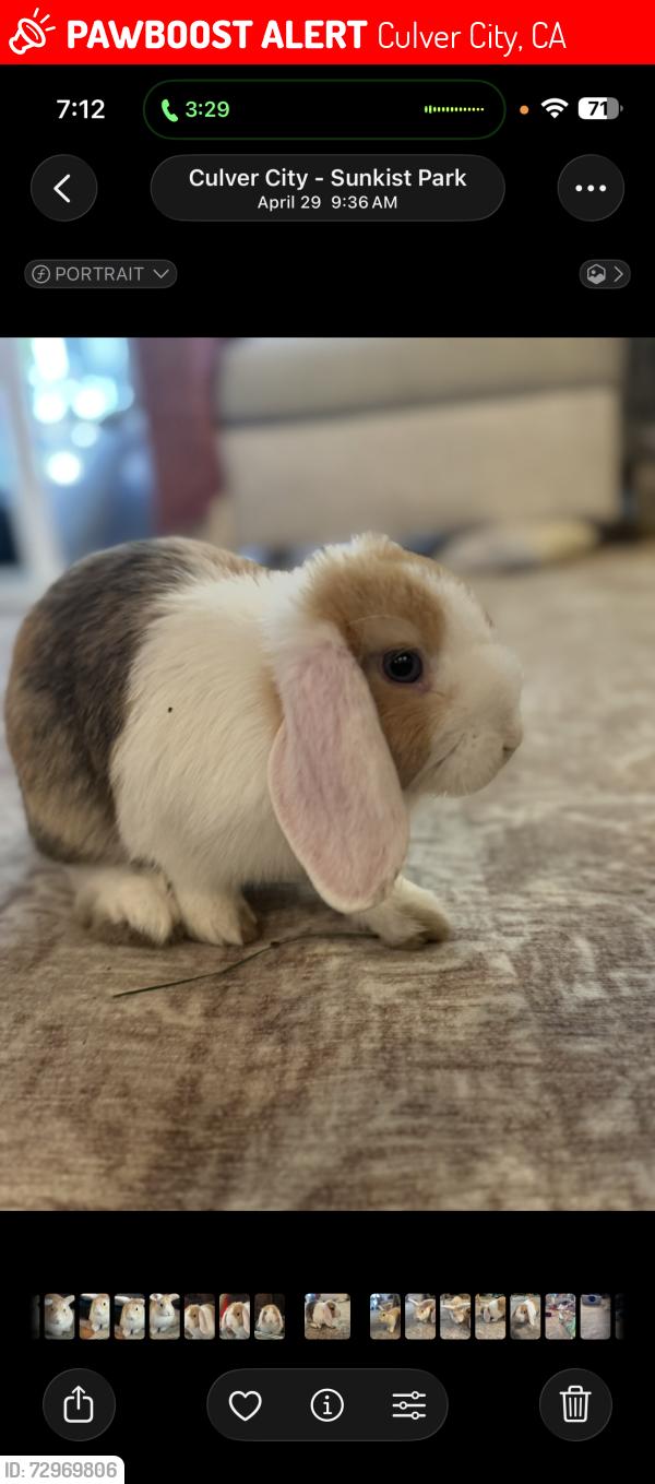 Lost Male Rabbit last seen Juniette st. and Margaret Ave, Culver City, CA 90230
