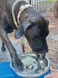Lost Female Dog last seen Value village bloor street west and brunswick, Toronto, ON M5S 1Y2