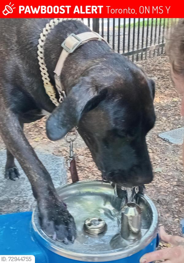 Lost Female Dog last seen Value village bloor street west and brunswick, Toronto, ON M5S 1Y2