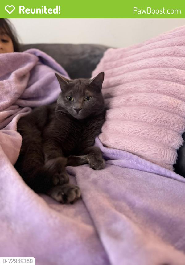 Reunited Female Cat last seen Birchwood street, Wilkes-Barre Township, PA 18702