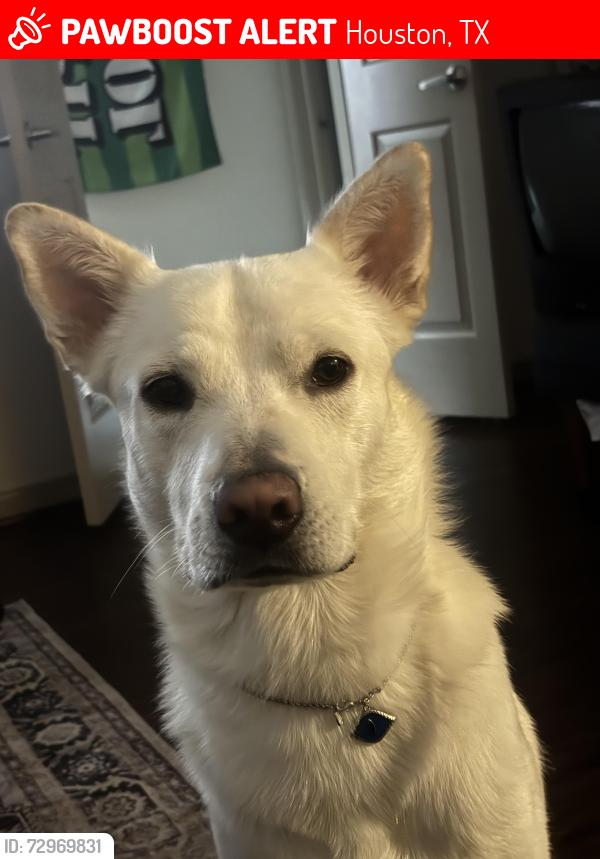 Lost Male Dog last seen McGowan and Austin , Houston, TX 77004